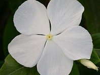 Катарантус розовый (Valiant F1)