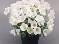 Колокольчик карпатский (Clips)