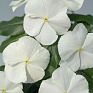 Катарантус розовый (Vinca rosea)