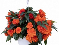 Бегония клубневая махровая ампельная (Nonstop Joy F1)