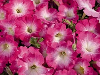 Петуния многоцветковая (Celebrity F1)