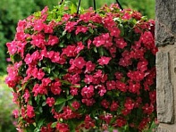 Катарантус розовый ампельный (Mediterranean XP)