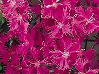 Гвоздика турецкая (Bouquet F1)