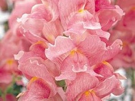 Львиный зев (Антирринум) большой (Solstice F1)