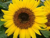 Подсолнечник летний (Choco Sun) Подсолнечник летний (Choco Sun)