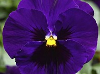 Виола Виттрока