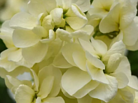 Левкой седой (Centum)