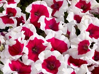 Петуния многоцветковая