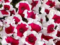 Петуния многоцветковая (Celebrity F1)