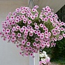 Петуния ампельная гибридная (Petunia х hybrida)