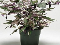 Перец летний (Calico)