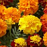 Бархатцы отклоненные (Tagetes patula)