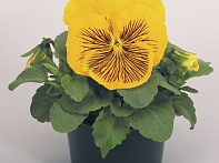 Виола виттрока