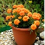 Бархатцы отклоненные (Tagetes patula)