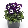 Виола рогатая (Viola cornuta)