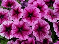 Петуния многоцветковая (генетически компактная) (Mambo GP F1)