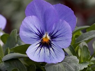 Виола рогатая (Bel Viso F1)