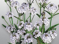 Вербена жесткая