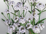 Вербена жесткая (Polaris)