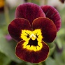 Виола рогатая (Viola cornuta)