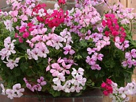 Пеларгония плющелистная (Summertime)