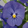 Виола рогатая (Viola cornuta)