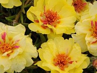 Портулак крупноцветковый (Happy Trails)