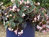 Бегония гибридная ампельная (зеленая и бронзовая листва) (Ikonix F1)