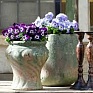 Виола рогатая (Viola cornuta)