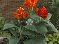 Канна садовая (South Pacific F1)