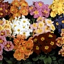 Примула полиантовая (многоцветковая) (Primula polyanthus)