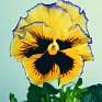 Виола Виттрока бахромчатая (Viola wittrockiana)