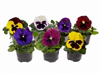 Виола Виттрока