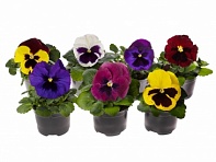 Виола Виттрока (Delta Pro F1)