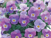 Виола рогатая (Floral Power F1)