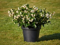 Бегония гибридная (зеленая листва) (Sensacia F1)