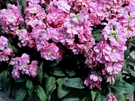 Левкой седой (Cinderella)