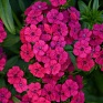 Гвоздика турецкая (Dianthus barbatus)