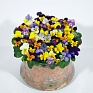Виола рогатая (Viola cornuta)