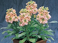 Левкой седой (Cinderella) Левкой седой (Cinderella)