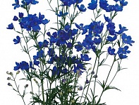 Дельфиниум китайский (Fashion F1)