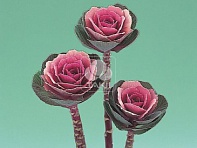 Декоративная капуста (Crane F1)