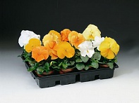 Виола Виттрока