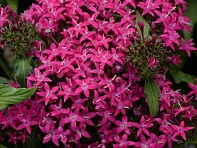 Пентас ланцетовидный (Lucky Star F1)