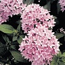 Пентас ланцетовидный (Pentas lanceolata)
