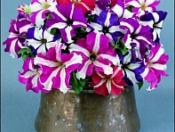 Петуния крупноцветковая (Donna F1)