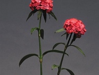 Гвоздика турецкая (Sweet F1)