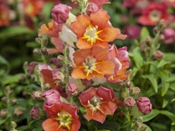 Львиный зев (Антирринум) большой (Antiquity F1)