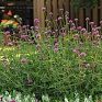 Гомфрена красивая (Gomphrena pulchella)