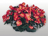 Бегония вечноцветущая (бронзовая листва) (Cocktail — Vodka F1)